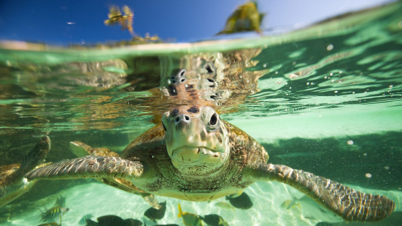 turle in the sanctuary at rosewood baha mar
